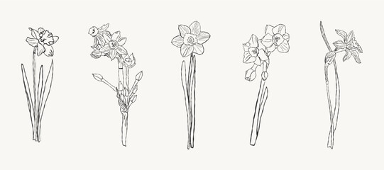 ‘Daffodils’ Tattoo Collection. Contemporary abstract minimalist art featuring vector illustrations of plants, rendered in the style of ink, pencil or crayon drawings. A collection of hand-drawn flower © Oleh