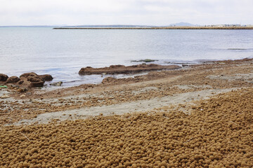 Neptune balls, Posidonia oceanica allgae, on the beach in Santa Pola, Spain © nastyakamysheva