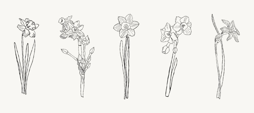 &lsquo;Daffodils&rsquo; Tattoo Collection. Contemporary abstract minimalist art featuring vector illustrations of plants, rendered in the style of ink, pencil or crayon drawings. A collection of hand-drawn flower