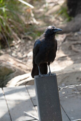 Obraz premium the Australian raven is perched on a pole