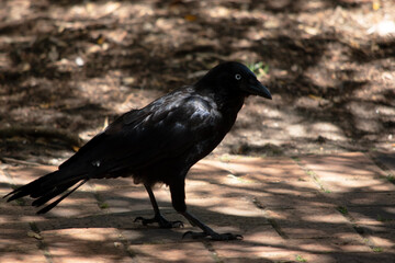 Obraz premium this is a side view of an Australian Raven