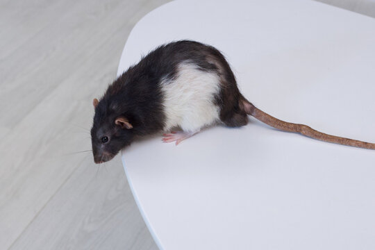 Black and white domestic rat with long tail on a white surface