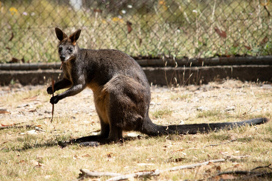 the swamp wallaby is eating a stick