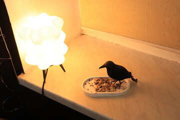 Naklejka premium Black bird eating seeds from a tray next to a glowing modern lamp