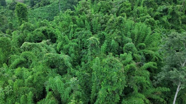 Aerial drone shot over primary Jungle tropical rain forest in Nan, Thailand. Aerial view, moving over a rainforest tree canopy in a slow pace beautiful green nature background of a tropical forest.	