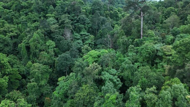 Aerial drone shot over primary Jungle tropical rain forest in Nan, Thailand. Aerial view, moving over a rainforest tree canopy in a slow pace beautiful green nature background of a tropical forest.	