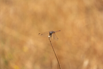A close-up photo of a dragonfly perched on a dry stem in the middle of a rice field. The insect’s delicate wings shine under the sunlight, with a blurred green and yellow paddy background. © mestock