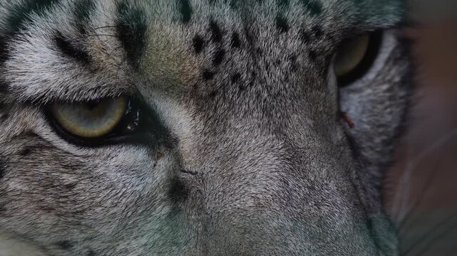 Close up of snow Leopard head turning his head and looking around on a cloudy spring day