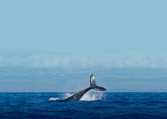 Whale in ocean background design © Rawpixel.com