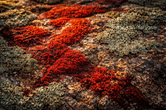 Lush textures of haematococcus pluvialis contrast beautifully against rugged rock surfaces, showcasing nature vibrant artistry in stunning display