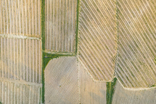 Aerial view of geometric agricultural fields and vineyards with straight rows of crops and green borders in Botriolo, Toscana, Italy.