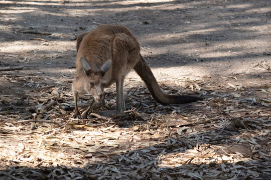 the western grey kangaroo is eating leaves