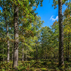 Fototapeta premium A serene forest landscape with tall trees and a clear blue sky on a sunny day