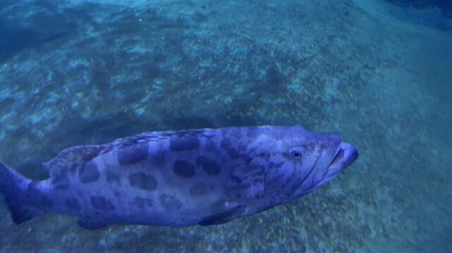 Close up of a giant spotted grouper fish swimming slowly in deep blue water of a large aquarium.
