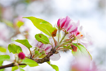 Blooming tree flowers macro with blurred background © YuliiaMazurkevych