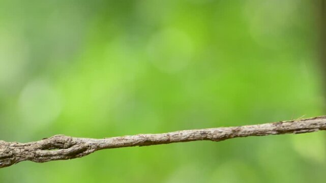 Golden-crested myna Bird Perched on Branch