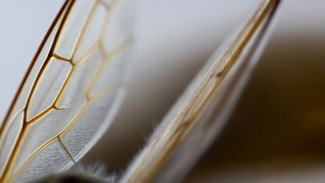 Macro tracking slow motion view of insect wings fluttering and opening on neutral studio tabletop closeup showing translucent veins and membrane details under soft diffuse lighting