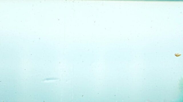 Macro view of artemia moving in water inside small aquarium. Focus is on front glass while organisms swim in and out of focus. Concept of observation, biology, micro life and scientific curiosity.