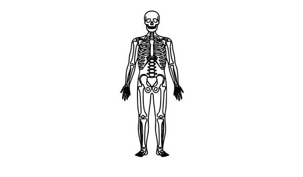 Skeleton outline icon human anatomy vector illustration