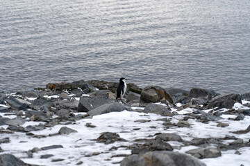 Fototapeta premium Antarctic expedition. Chinstrap penguin walks on snow and rocks in a cold, icy landscape near the Antarctic coast in search of food. Antarctic Peninsula. Half moon Island