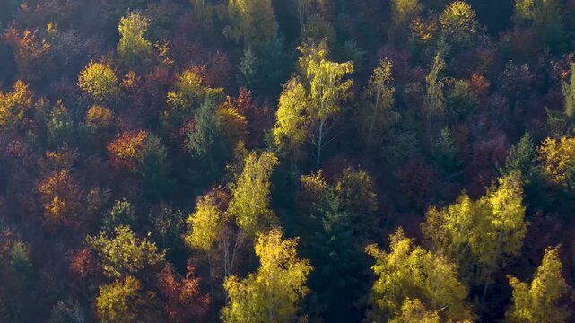 Aerial view of colorful trees in in a autumn woodland in the black forest in Germany on a sunny day on fall