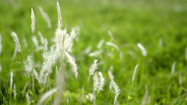 Field of Fluffy White Cogongrass Plumes Swaying in a Summer Breeze. Natural Background of Elegant White Grass Seed Pods in Afternoon Light.