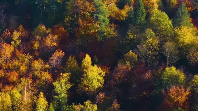 Aerial view of colorful trees in in a autumn woodland in the black forest in Germany on a sunny day on fall