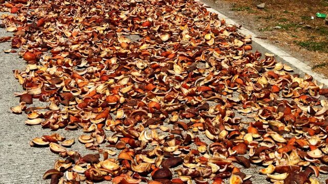 Sun dried copra coconut pieces scattered on concrete floor in sunlight