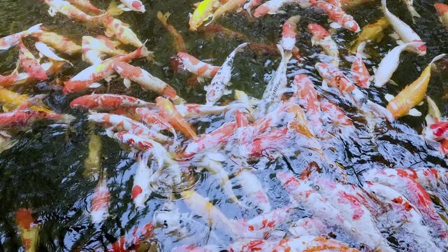 A mesmerizing view of colorful koi fish swimming and feeding in a peaceful pond setting.