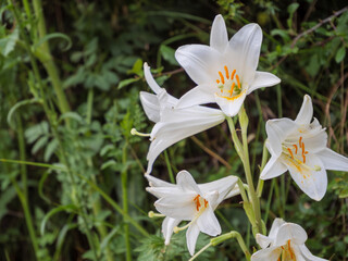 Fototapeta premium White Madonna Lily Blooms With Orange Stamens Outdoors