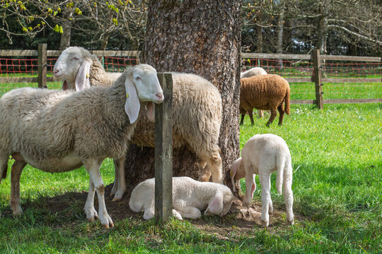 Troupeau de moutons Bergamasques et agneaux dans un p&acirc;turage ensoleill&eacute;.