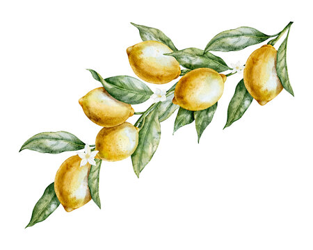Lemon Branch with Citrus fruits, green leaves and flowers watercolor illustration. Drawing of plant for product label, cooking book or menu design. Art on isolated background for kitchen.