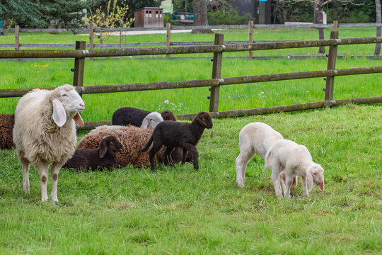 Troupeau de moutons de Saas montrant une diversit&eacute; de toisons (noir et blanc).