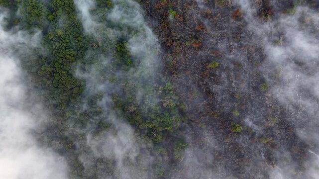 Smoke drifts over scorched and green forest land. Ash and haze linger over burnt earth and trees