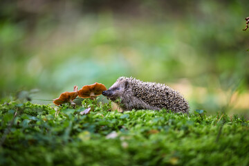 A young hedgehog (Erinaceus europaeus) explores lush green moss next to wild mushrooms in a soft-focus forest. Cute wildlife photography capturing nature in a peaceful woodland setting. © Rudolf