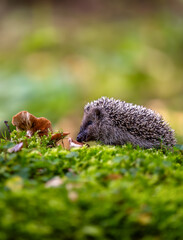 A young hedgehog (Erinaceus europaeus) explores lush green moss next to wild mushrooms in a soft-focus forest. Cute wildlife photography capturing nature in a peaceful woodland setting. © Rudolf