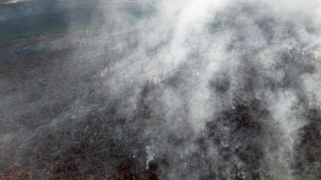 Smoke drifts over scorched earth from a wildfire. Charred ground pulses with ash and smoldering debris. Fire's aftermath lingers in thick, ghostly haze