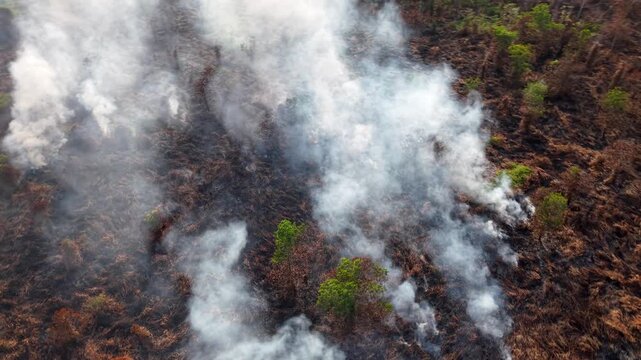 Smoke drifts over scorched earth and green shrubs. Fire burns through dry underbrush and grass