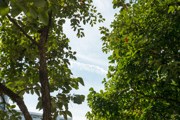 Fototapeta premium Green Tree Leaves Against Bright Blue Sky Natural Environment Scene