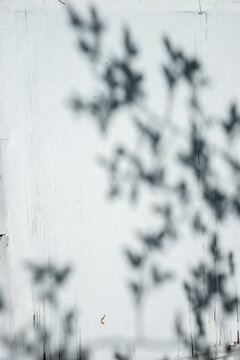 Foliage shadow overlay on vintage interior texture, aesthetic summer background in boho minimal lifestyle design. Floral silhouette abstract pattern, coastal soft organic style.