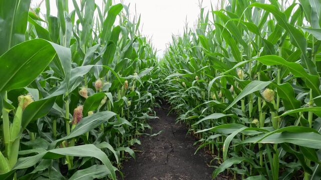 Low-angle POV tracking shot moving through tall corn rows and developing cobs. Camera glides over damp soil in slow motion. Captured mid-July in the Midwest, USA.