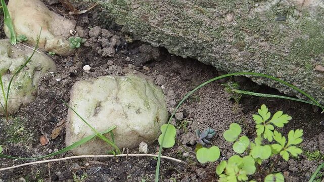 Wildbiene beim Nestbau unter einer Trockenmauer
