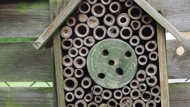 Wildbienen an einem Insektenhotel bei der Eiablage und Nestbau