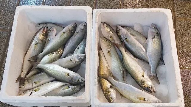 bluefish