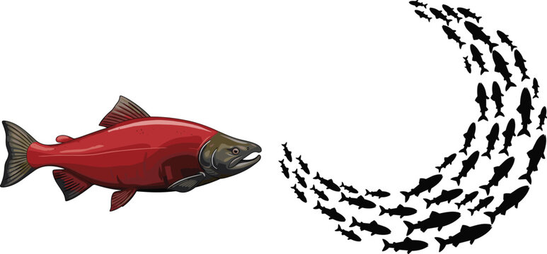Salmon Fish Illustration with School of Fish Silhouette Forming Circular Wave Pattern for Fishing Industry Marine Wildlife and Seafood Design.