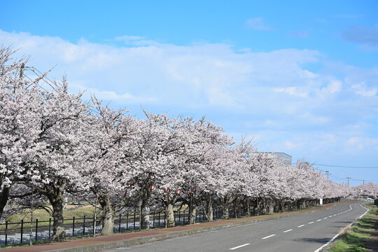 すご堀の桜並木（新潟県新潟市江南区）