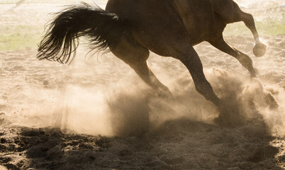 Nogi konia w galopie po piaszvczystym podłożu © kubikactive