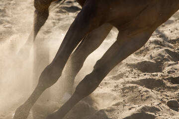 Nogi konia w galopie po piaszvczystym podłożu © kubikactive