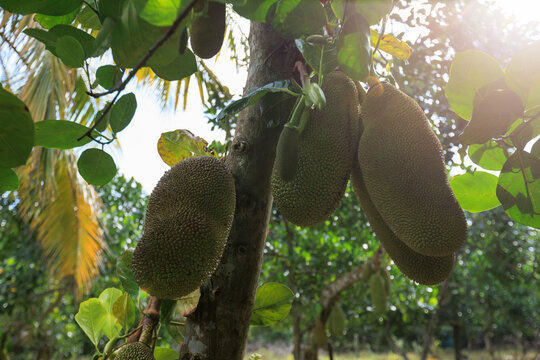 Green jackfruit grow on the Jack fruit tree