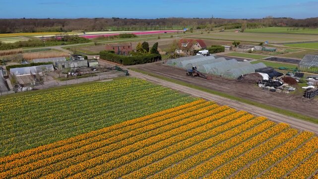 Aerial view of vibrant blooming tulip fields in the Dutch countryside during spring, featuring rows of yellow flowers, local farmhouses, greenhouses, and a rural landscape under a clear blue sky.